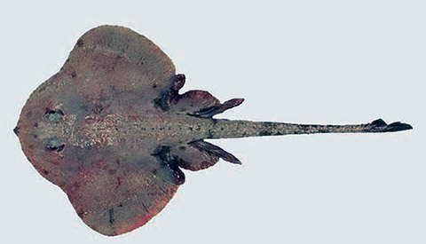 rajella fillae_010